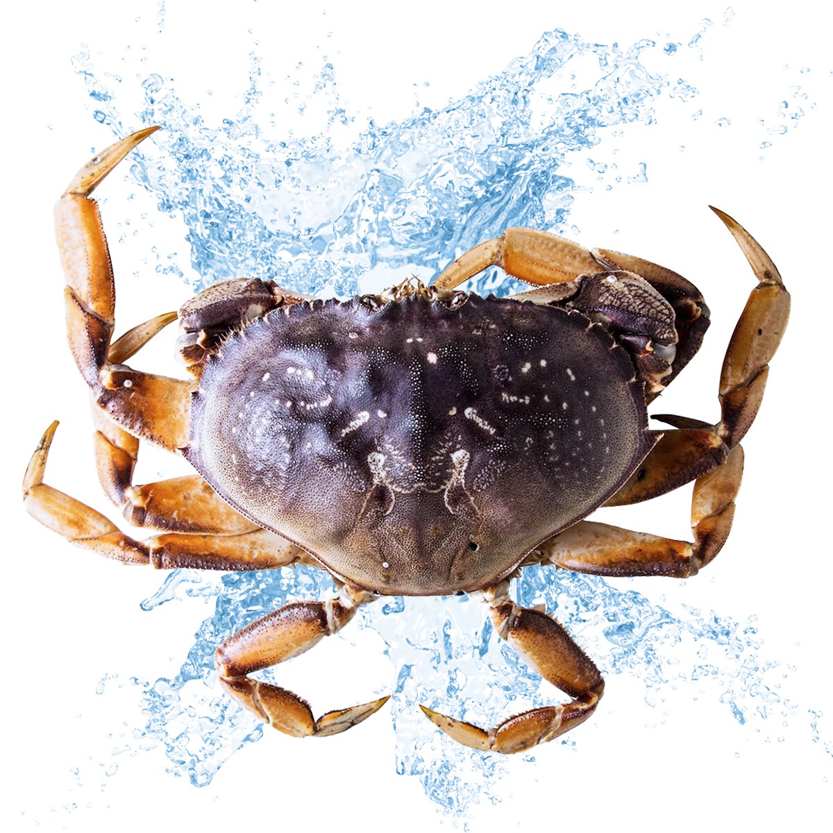 Live Dungeness Crab-Large (~2.5lbs) | T&T Supermarket