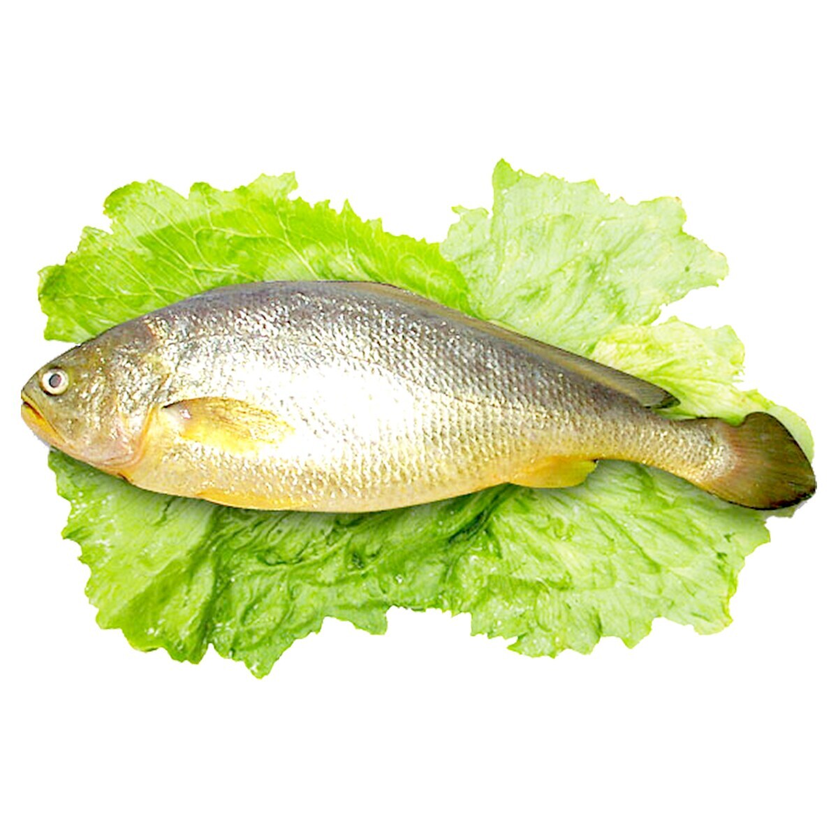 Croaker jaune surgelé de Chine (400g) ｜ T&T Supermarché