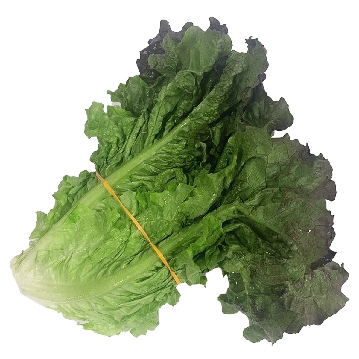 LAITUE À FEUILLES ROUGES ｜ 大統華超級市場, image size:1200x1200