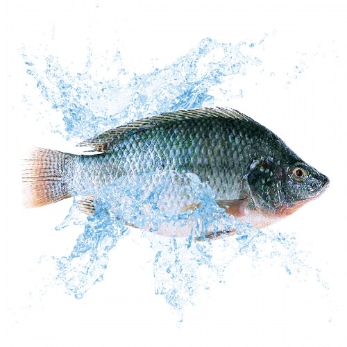 LIVE TILAPIA T&T Supermarket