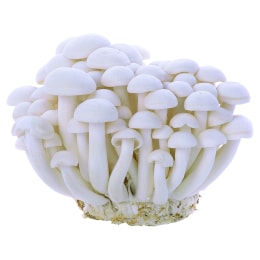 Mushroom - Medium (0.5lbs) | T&T Supermarket