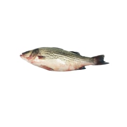 龍蝦31 生猛游水單拑龍蝦(~1-3lbs) | T&T Supermarket