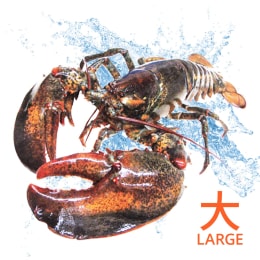 龍蝦31 活冻龙虾200/300 FZ LOBSTER