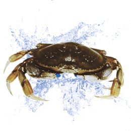 龍蝦31 Live Canadian Lobster Single Claw – Al Premium Food Mart