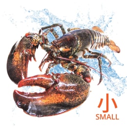 龍蝦31 Live A Grade Lobsters - Medium (~2 - 3.5lbs) ｜ 大统华超级市场