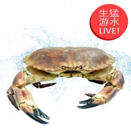 Live Brown Crab (2lb)